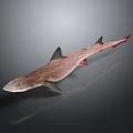Realistic Brownish Shark With Red Fins In Side View On Smooth Reflective Surface