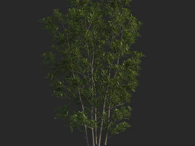 Lush Green Arbor With Multiple Trunks And Dense Foliage Natural Growth 3d model