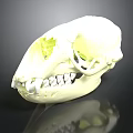 White Mammal Skull With Visible Teeth And Green Highlighted Internal Areas On Dark Reflective Background