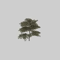 Tall Arbor with Lush Layered Canopy and Human Figure for Scale in 3D Rendering