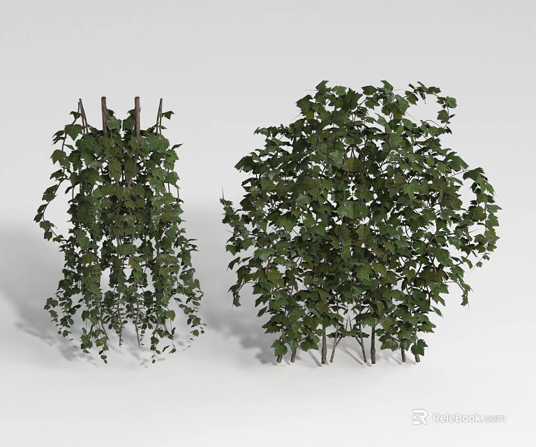 Green Climbing Vines With Trellis And Bushy Leafy Growth In Natural Setting 3d model 