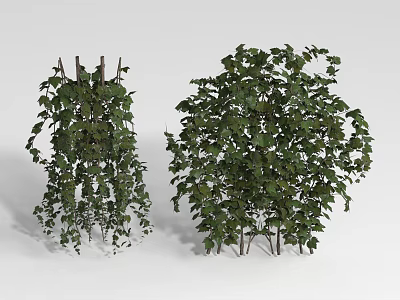 Green Climbing Vines With Trellis And Bushy Leafy Growth In Natural Setting 3d model
