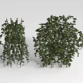 Green Climbing Vines With Trellis And Bushy Leafy Growth In Natural Setting