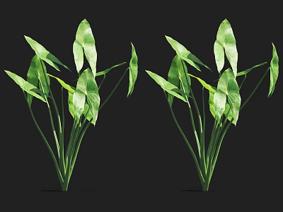 Aquatic Plants With Lush Green Broad Leaves And Long Stems 3d model