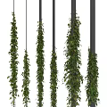 Natural Green Hanging Plant Decorative Ornament Combination With White Columns For Home Interior