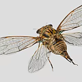 Cicada With Transparent Spotted Wings And Striped Body On Gray Background