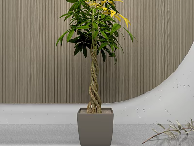 Indoor Bonsai Plant With Twisted Trunk And Green Yellow Leaves In Gray Pot 3d model