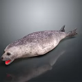 Realistic 3D Spotted Seal With Open Mouth And Red Tongue Lying On Dark Surface