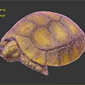 Close Up Of Yellow Orange Turtle With Detailed Shell Texture On Dark Background