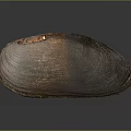 Brown Shell With Glossy Surface And Natural Texture On Dark Background