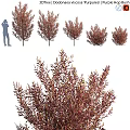 Garden Accent Pieces With Red Leaf Shrubs For Outdoor Garden Decoration