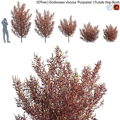 Garden Accent Pieces With Red Leaf Shrubs For Outdoor Garden Decoration 3d model