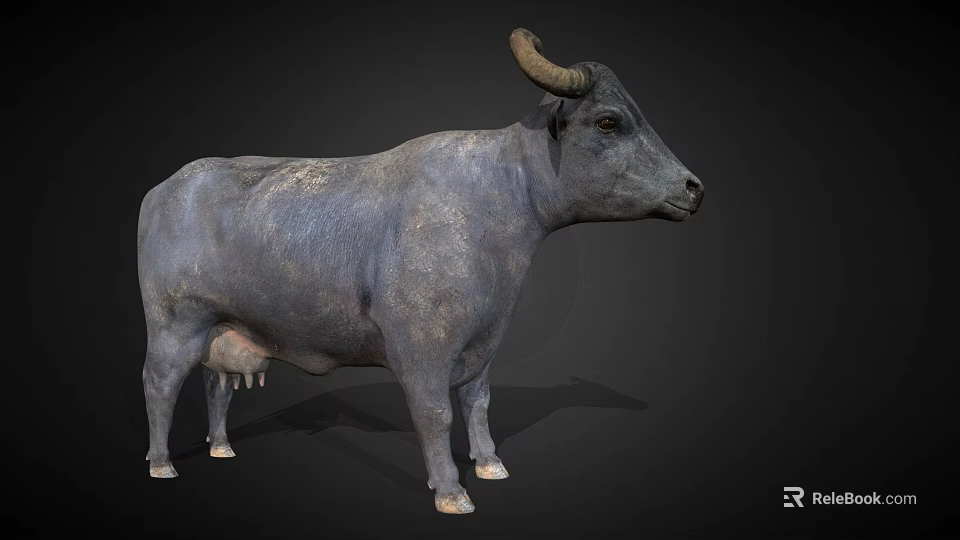 Detailed Gray Cow 3D Model Standing On Black Background With Horns 3d model 