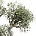 Decorative Bonsai Olive Trees in Concrete Pots with Twisted Trunks and Lush Foliage