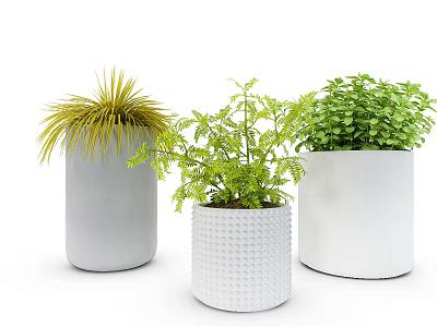 Potted Bonsai Plants in White and Gray Ceramic Pots with Green Foliage and Yellow Grass 3d model
