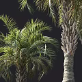Multiple Palm Trees With Green Leaves And Trunks On Dark Background 3d model