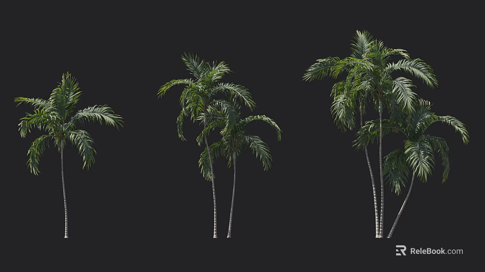 Tall Palm Trees With Green Fronds And Slender Trunks On Black Background 3d model 