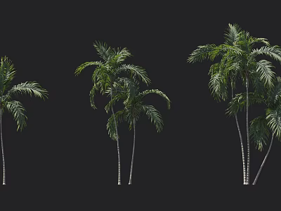 Tall Palm Trees With Green Fronds And Slender Trunks On Black Background 3d model