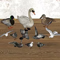 goose duck goose dove seagull 3d model