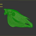 Detailed View Of Light Brown Animal Skull On Dark Background With Reflection
