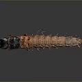 Insect Larva with Brown Segmented Body Black Head and Multiple Legs on Gray Gradient Background 3d model
