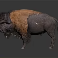 Majestic Bison Standing With Brown And Dark Fur On Reflective Surface