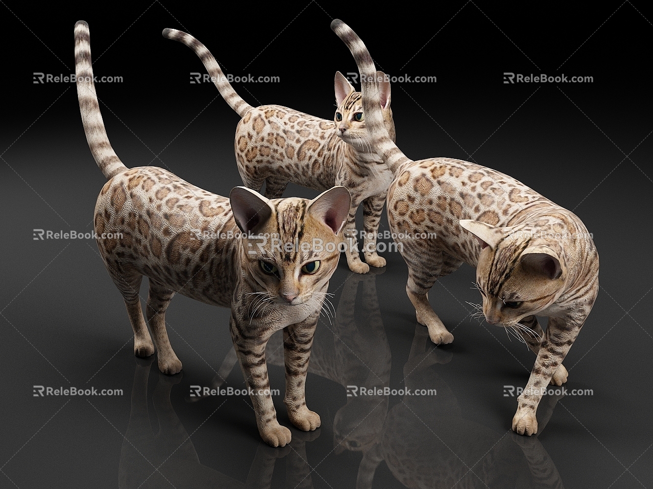 Bengal cat leopard cat cat wild animal animal cat 3d model