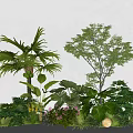 Tropical and Temperate Garden Plants With Green Foliage And Pink Blooms In Lush Setting