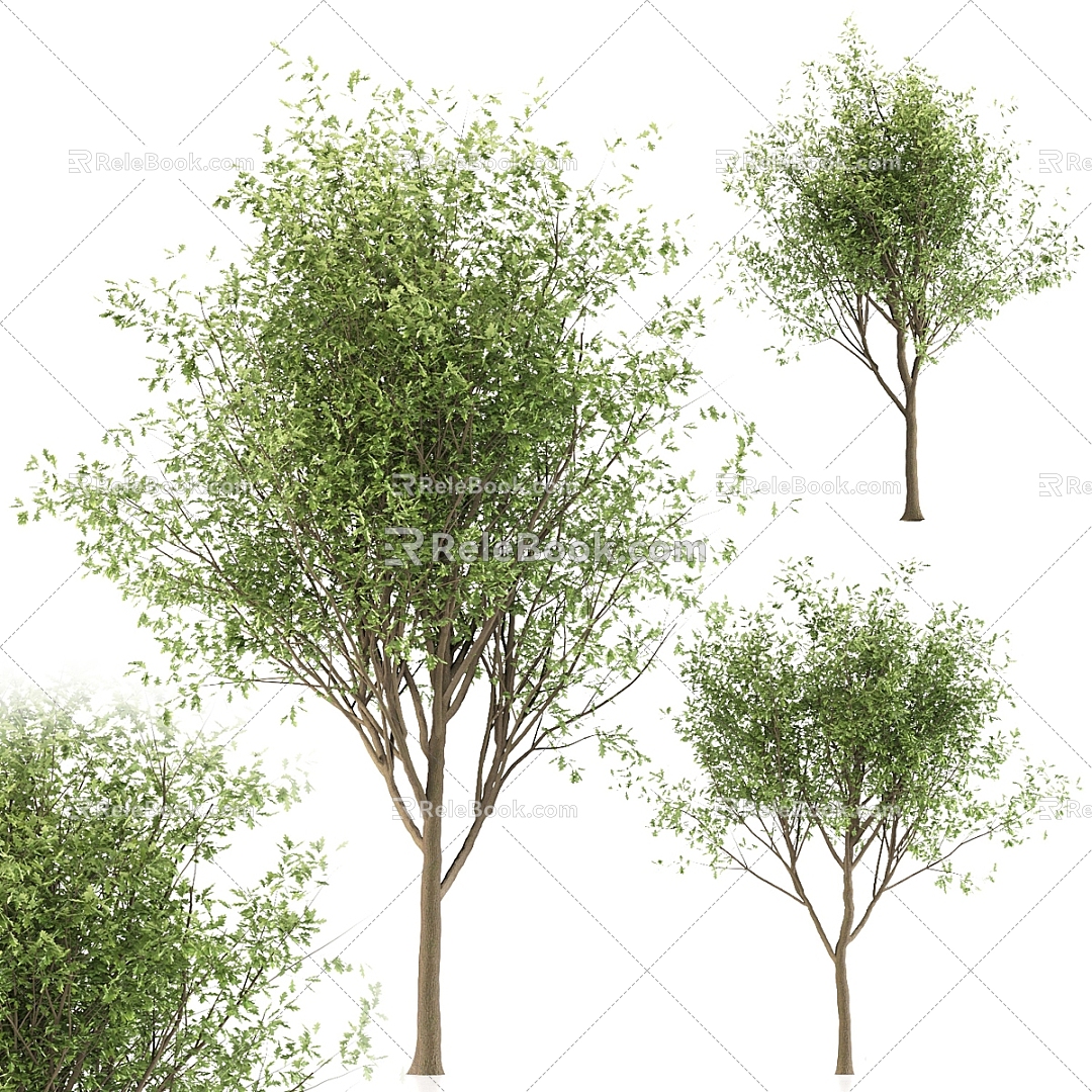 Tree Combination Tree Outdoor Big Tree White Poplar Willow Tree Leaves Forest Leaves Trunk 3d model