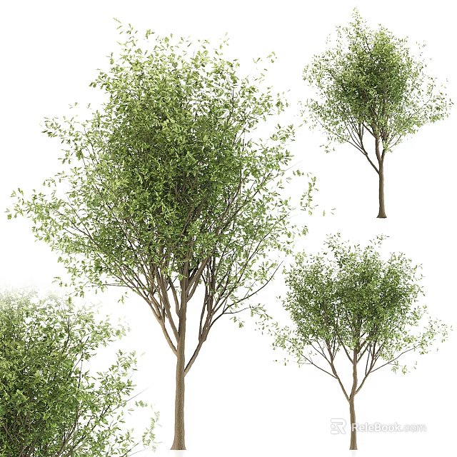 Several Lush Arbor Specimens With Dense Green Foliage And Woody Trunks In Natural Scene 3d model 