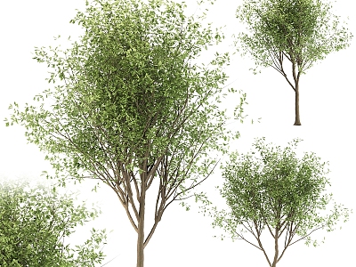 Tree Combination Tree Outdoor Big Tree White Poplar Willow Tree Leaves Forest Leaves Trunk 3d model