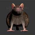 Realistic Brown Rat With Pink Ears And Tail On Dark Background