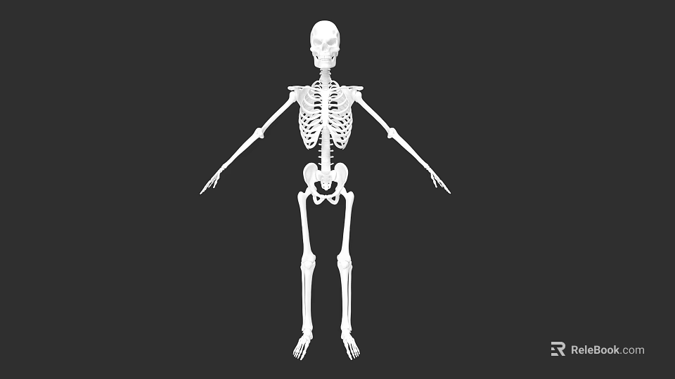Human Skeletal System Detailed Anatomical Structure Of Human Body Framework 3d model 