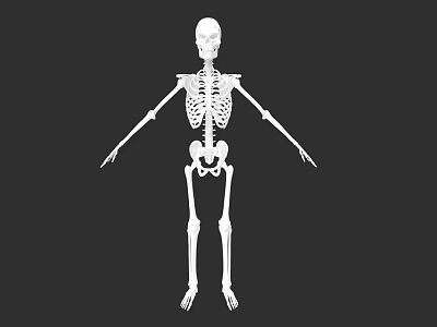Human Skeletal System Detailed Anatomical Structure Of Human Body Framework 3d model