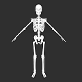 Human Skeletal System Detailed Anatomical Structure Of Human Body Framework