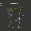 Neuron Structure Diagram Displaying Cell Body Axon And Dendrites In Nervous System 3d model