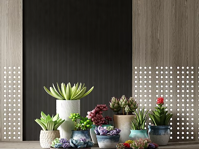 Potted Plants with Various Succulents in Decorative Pots for Modern Interior Decoration 3d model