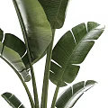 Tropical Potted Plants With Large Green Leaves In White Ceramic Containers
