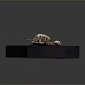 Turtle Skeleton Exhibit On Black Wooden Board With Natural Bone Structure