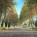 Countryside Road Forest Landscape Green Planting Pine Tree Jungle Park Road Landscape Fir Tree Garden Landscape 3d model