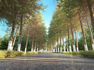 Rural Landscape With Tree Lined Road White Trunks Gravel Path And Blue Sky 3d model