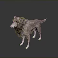 3D Rendered Game Movie Wolf Character With Brown Gray Fur Standing Gray Gradient Background Reflection