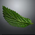 Fresh Green Plant Leaf With Visible Veins And Vibrant Texture Against Dark Gray Background