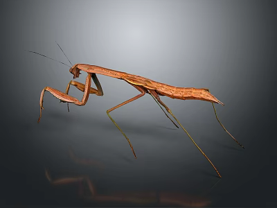 Detailed Brown Praying Mantis Standing on Dark Reflective Background with Long Legs 3d model