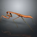 Detailed Brown Praying Mantis Standing on Dark Reflective Background with Long Legs