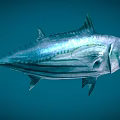 Silver Striped Tuna With Streamlined Body And Dorsal Fins Swimming In Blue Ocean