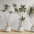 Indoor Potted Plants With Various Leaf Shapes In White Pots For Home Decoration
