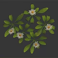 Fresh White Daisies with White Petals Yellow Centers and Green Leaves on Black Background