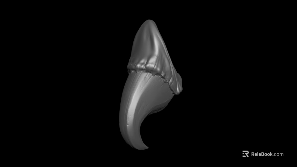 Realistic 3D Rendering of Detailed Shark Tooth on Black Background 3d model 
