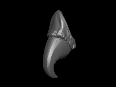 Realistic 3D Rendering of Detailed Shark Tooth on Black Background 3d model